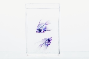 цветные фиолетовые рыбки в воде в прозрачном стеклянном аквариуме, крупный план 