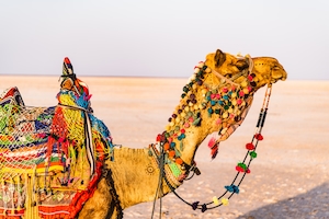 Верблюд с цветными украшениями 