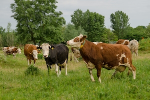Коровы на зеленом лугу