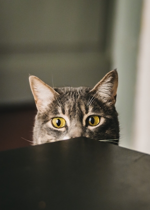 кот, прячущийся за столом