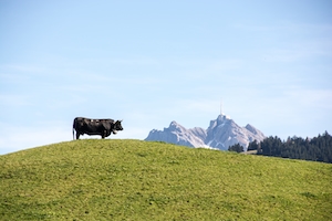 корове стоит на холме 