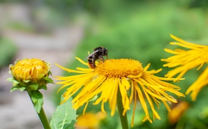 маленькая пчела на желтом цветке 