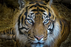 лицо тигра, крупный план 