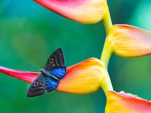 макросъемка голубокрылой бабочки эврибии, отдыхающей на растении Геликония.