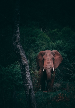 слон смотрит в кадр в темноте 