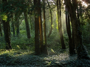 зеленый лес изнутри, стволы деревьев, мох, сосны, солнечный свет в лесу 