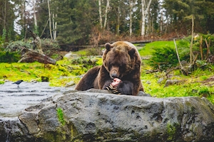 бурый медведь поедает свою добычу 