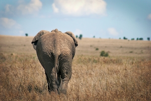 Африканский слон в поле, вид сзади 
