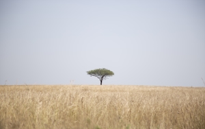 Одинокое дерево в золотом поле 