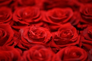 Букет красных роз, крупный план 