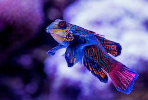 Рыба-мандарин в аквариуме Кэрнса демонстрирует свои великолепные цвета и узор на фоне белого коралла.