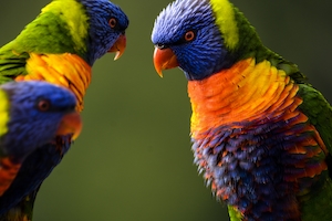 пестрые разноцветные попугай смотрят друг на друга 