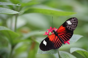 красно-черная бабочка на цветке, крупный план 