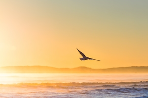 Летящая чайка в эпическом солнечном свете