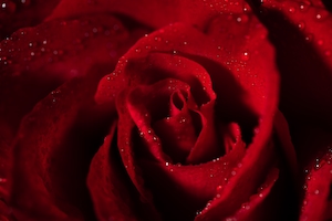 Бутон красной розы на черном фоне, крупный план 