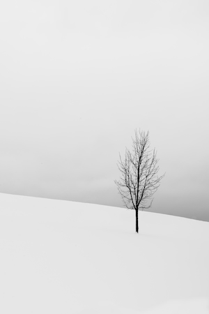 одиноко стоящее голое дерево, зимний пейзаж, склон холма 