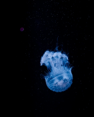 цветные медузы с щупальцами в океане на черном фоне, крупный план 