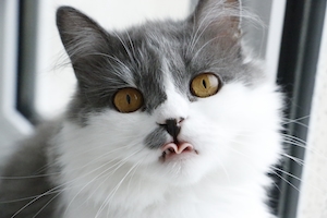 серо-белая кошка показывает язык, портрет кошки, крупный план 