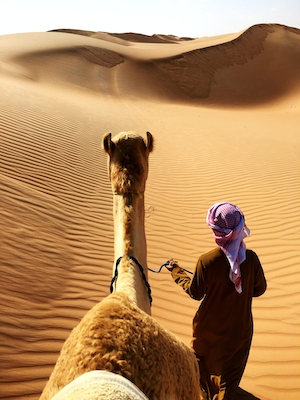 верблюд в пустыне, песчаные дюны, барханы