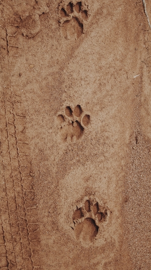 следы леопарда на песке 