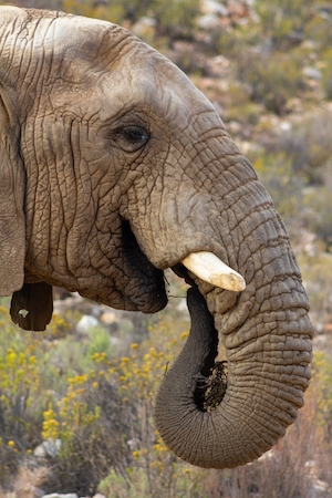 профиль слона, который ест хоботом 