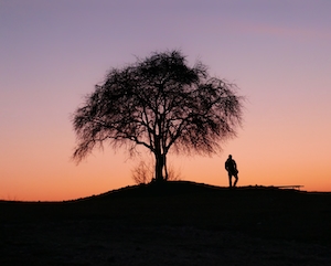 силуэт человека и дерева на фоне яркого закатного неба 