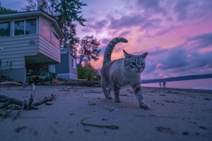 кот гуляет по пляжу на закате 