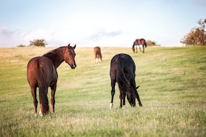 коричневые лошади на зеленой поле 