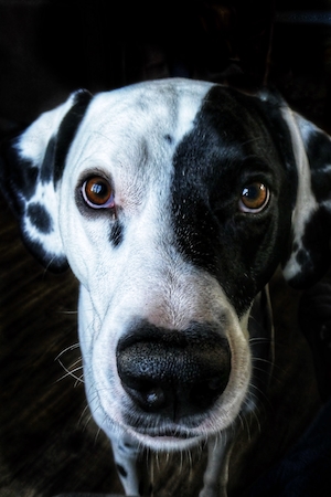 черно-белая собака на черном фоне 