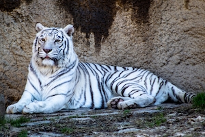 Белый тигр сидит на бревне 