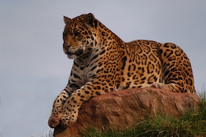  леопард лежит на скале 