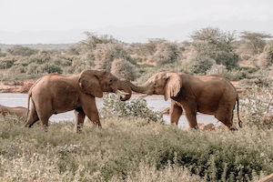 два слона дерутся хоботами 