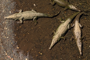 крокодилы лежат на земле 
