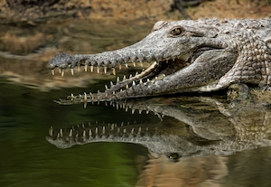 Пресноводный крокодил раскрыл пасть над водой 
