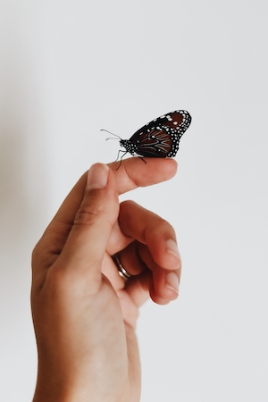 черная бабочка на пальце человека, крупный план 