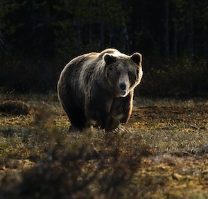 медведь в дикой природе 