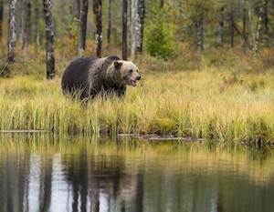 бурый медведь в лесу у воды 