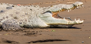 крокодил с раскрытой пастью, крупный план