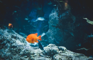 оранжевая рыбка в воде у рифа 