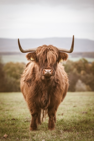 коричневая корова с рогами, крупный план 