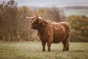 коричневый бык на поле 