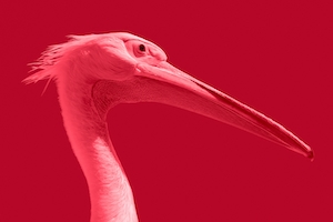 Розовый пеликан на красном фоне, крупный план 