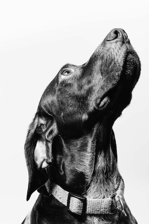 черной-белый кадр собаки, смотрящей вверх 