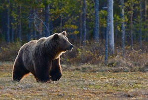 бурый медведь в дикой природе