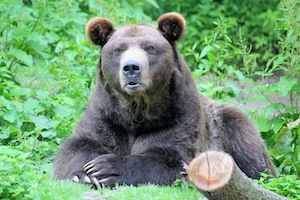Грустный медведь, бурый медведь в дикой природе, крупный план 