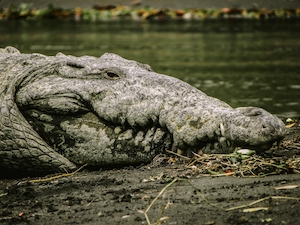 Крокодил у воды, крупный план 