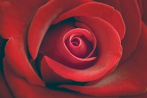 Крупный план цветка красной розы