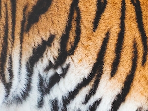 принт шерсти тигра 