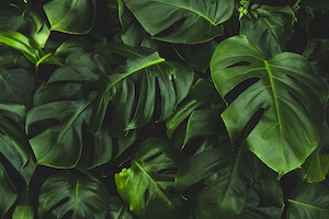 Студийная фотосъемка листьев монстерры