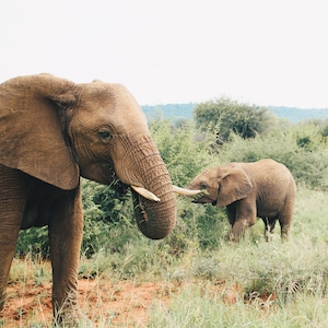 фотография слонов в полный рост 